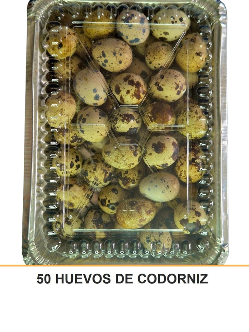 50 HUEVOS DE CODORNIZ